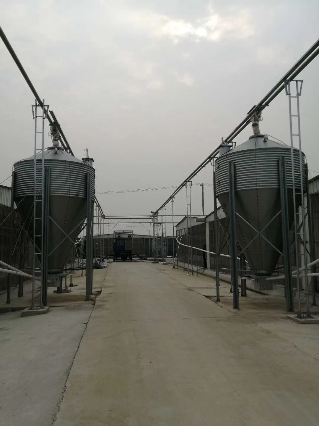 A large domestic pig breeding factory in a food factory in Songjiang ...